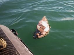 La vaquita marina y la totoaba, endémicas del Golfo de California, quedan atrapadas en las redes de enmalle. AFP/Sea Shepherd Conservation Society