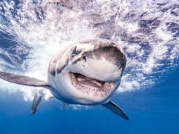 Un enorme tiburón blanco fotografiado en aguas de Guadalupe, México (Ken Kiefer, 2019). TWITTER / @CRCiencia
