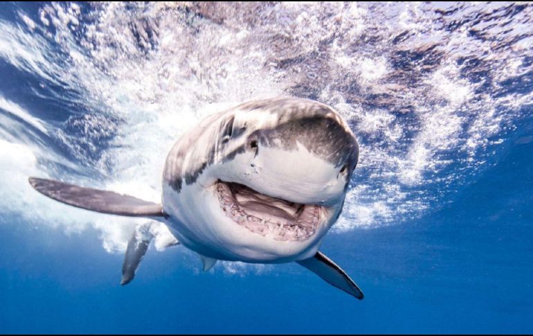 Un enorme tiburón blanco fotografiado en aguas de Guadalupe, México (Ken Kiefer, 2019). TWITTER / @CRCiencia