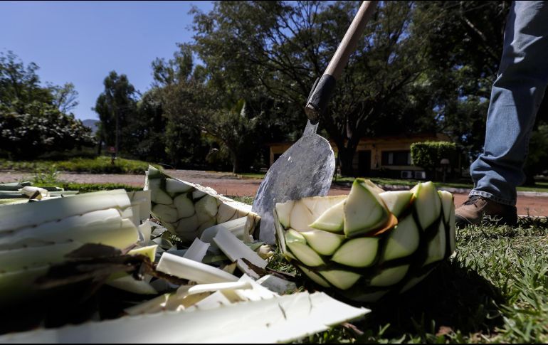 La Denominación de Origen Tequila comprende 181 municipios de cinco estados del país: Jalisco con sus 125 municipios, Nayarit con ocho, Guanajuato con siete, Tamaulipas con 11 y Michoacán con 30 municipios. NTX / A. Monroy