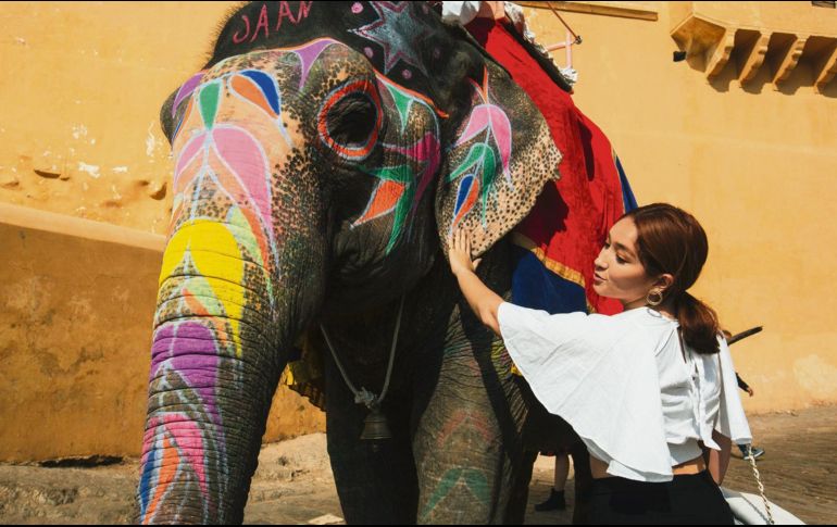 Sagrado. El elefante es un animal que atrae la buena suerte, larga vida, sabiduría y ayuda a alejar las envidias. EL INFORMADOR / G. Gallo