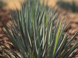 El tequila se sigue consolidando en el mundo. EL INFORMADOR/Archivo