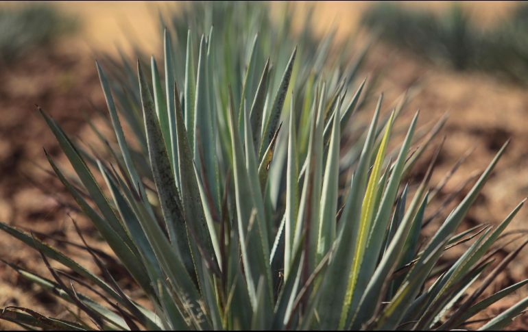 En 2017  se producieron más de 300 millones de litros de tequila. ARCHIVO / EL INFORMADOR