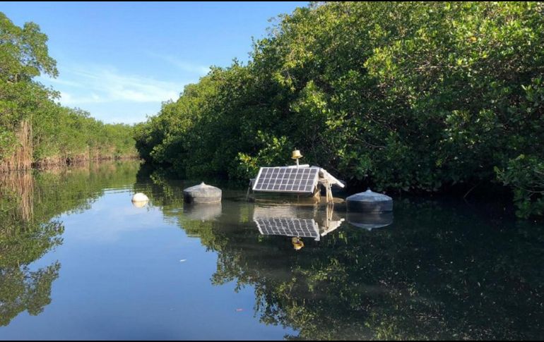 Actualmente, trabajan en el área de medio ambiente con acciones de mitigación en El Salado. NTX / ARCHIVO