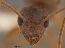 Conociendo las especies favorecedoras, se evitara el uso de insectividas artificiales. EL INFORMADOR / ARCHVIO