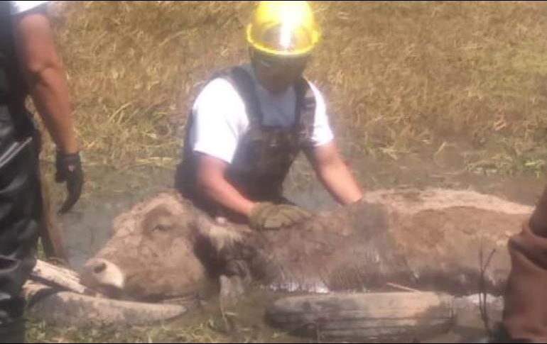 Los hechos ocurrieron en un canal que se encuentra en el cruce de avenida Patria y José María Méndez Olivares, en la colonia 5 de Mayo. ESPECIAL