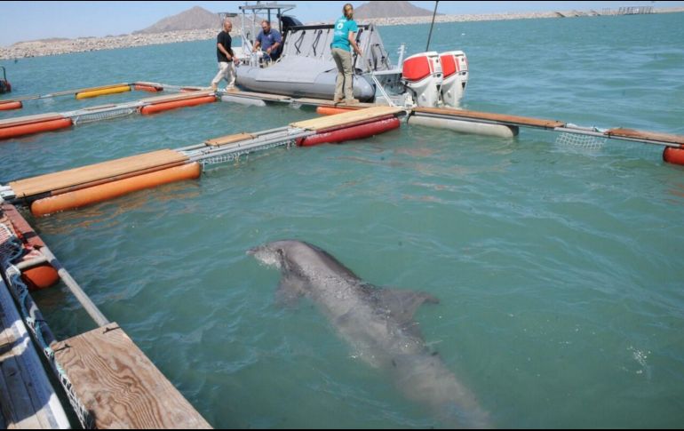 El proyecto es proteger todo el ecosistema acuático del Alto Golfo de México. EL INFORMADOR / ARCHIVO