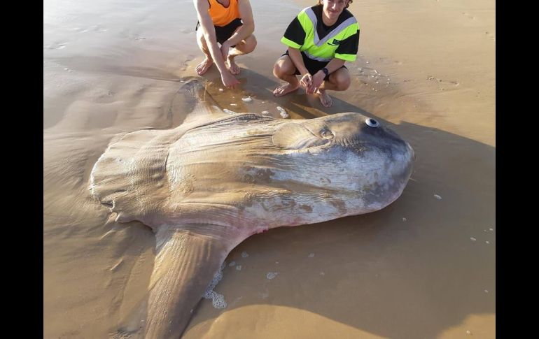 Hallan un pez luna gigante encallado en una playa de Australia