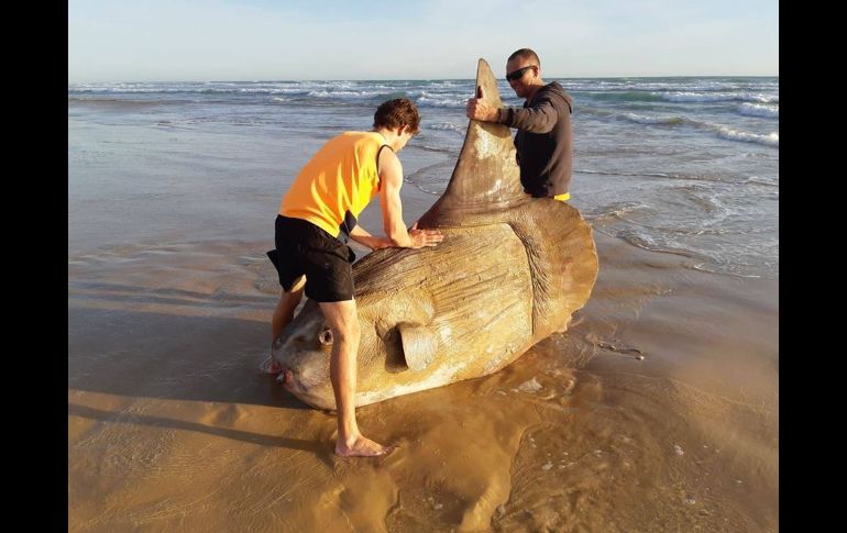 Hallan un pez luna gigante encallado en una playa de Australia