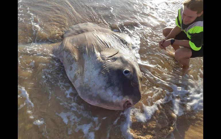 Hallan un pez luna gigante encallado en una playa de Australia