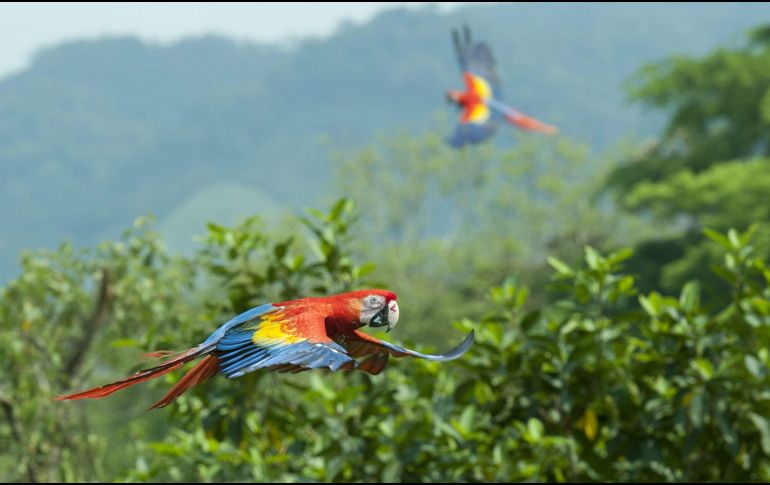 El filme se inspiró en la conservación de las especies, en este caso específico, de la guacamaya roja. EL INFORMADOR / ARCHIVO