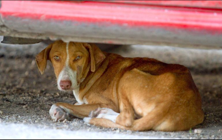 Tavo Betancourt espera que sus videos colaboren a disminuir el maltrato hacia los animales. NOTIMEX/Archivo