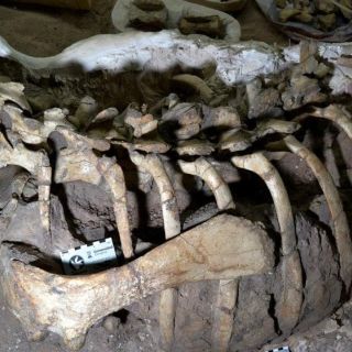 Hallan en Argentina una nueva especie de dinosaurio ornitópodo