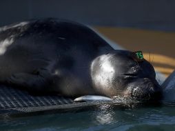 EL INFORMADOR / ARCHIVO