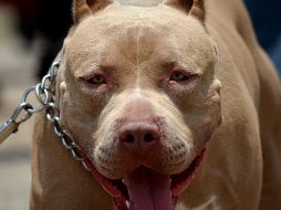 Autoridades continúan con la investigación del ataque animal. EL INFORMADOR/ARCHIVO