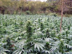 El hallazgo de mariguana se realizó como parte de las acciones para abatir la producción de drogas en Jalisco. NTX/ARCHIVO