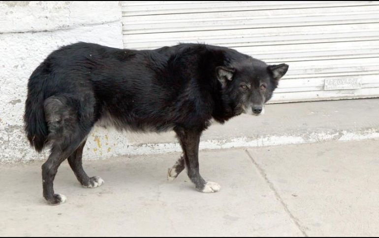 El último caso de rabia en humanos ocurrió en 2009 en el municipio de Ameca y fue transmitida por un bovino, mientras que el último caso de rabia en un perro sin transmisión al humano se presentó en 2011 en el municipio de La Barca. EL INFORMADOR / ARCHIVO