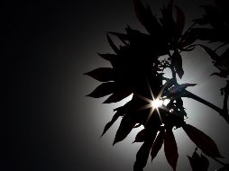 La ZMG inicia el día despejada, soleada, en la tarde habrá sol y algunas nubes; el tiempo estará caluroso durante el día, templado por la noche y fresco al amanecer. NTX / F. Estrada