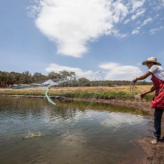 Modifican periodo de veda de tilapia en presa Santa Rosa