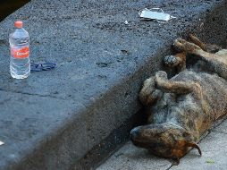 Así como las personas sufren de afectaciones por el calor intenso, los perros también pueden llegar a padecer insolaciones, quemaduras solares o hasta golpes de calor. NTX / ARCHIVO