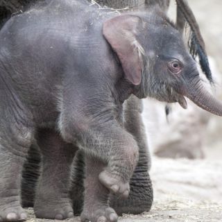 Rescatan a seis crías de elefante atrapadas en charco de Tailandia