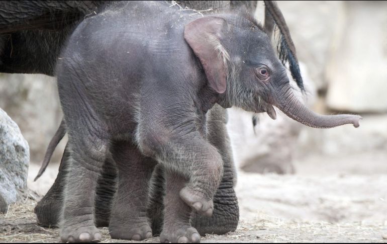 Un pequeño volvió caer pero no tardó en volver a la superficie y todos quedaron liberados del lodo que los estancaba. EL INFORMADOR / ARCHIVO