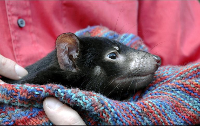 La enfermedad es casi mortal en la mayoría de los casos; sin embargo, algunos ejemplares han logrado autocurarse. EL INFORMADOR / ARCHIVO