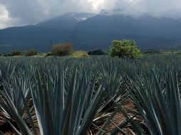 Olvidan protección de Paisaje Agavero; detectan contaminación en el agua