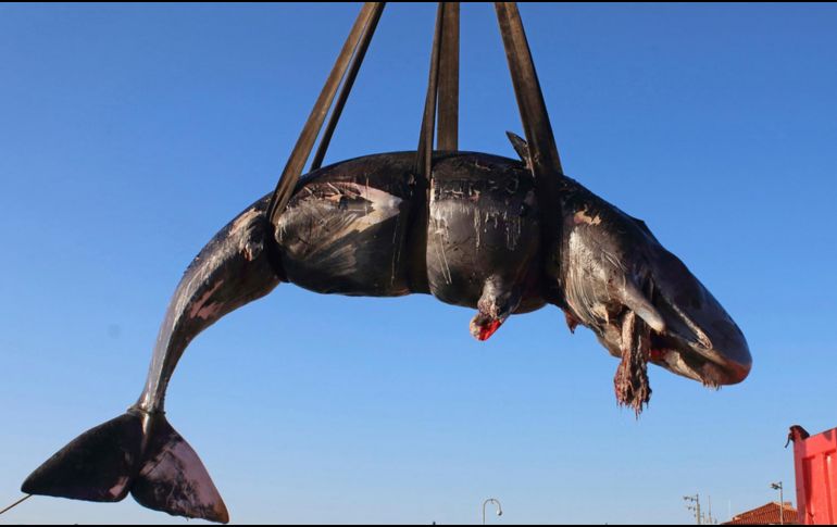 El plástico es una de las principales amenazas a la vida marina y, en los últimos dos años, ha matado al menos a cinco ballenas más alrededor del mundo. AP / SEAME Sardinia Onlus