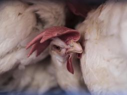 El Senasica tiene vigilancia 10 km a la redonda para asegurarse de que no haya más aves enfermas. EL INFORMADOR / ARCHIVO