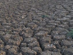 El fenómeno El Niño ha afectado miles de hectáreas de terrenos agrícolas. EL INFORMADOR / ARCHIVO