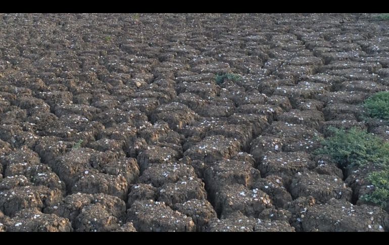 El fenómeno El Niño ha afectado miles de hectáreas de terrenos agrícolas. EL INFORMADOR / ARCHIVO