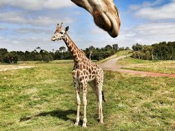 La pequeña hembra nació el 2 de marzo pasado, y ya convive con su manada. EFE/ARCHIVO