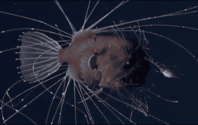 Pareja de Rapes es captada por unos cineastas a unos 800 metros de profundidad. TWITTER / @NewsfromScience