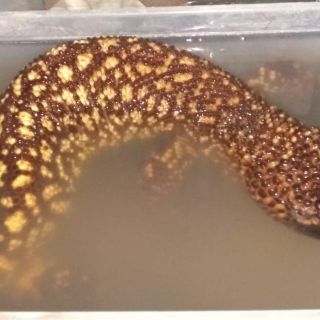 Aseguran lagarto enchaquirado en la Central Camionera en Tlaquepaque