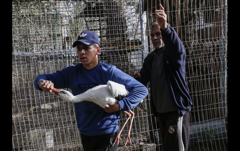 Una garza forma parte de los 43 ejemplares evacuados.