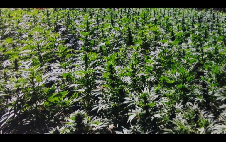 El operativo fue realizado por marinos, policías militares, estatales y ministeriales. ARCHIVO / NTX