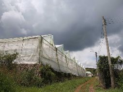 El CIVAT estará orientado a crear vínculos entre productores, investigadores e inversores para lograr el mejoramiento de la actividad agrícola en Jalisco. EL INFORMADOR/ ARCHIVO