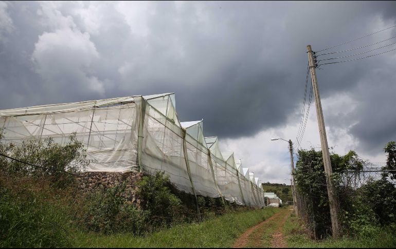 El CIVAT estará orientado a crear vínculos entre productores, investigadores e inversores para lograr el mejoramiento de la actividad agrícola en Jalisco. EL INFORMADOR/ ARCHIVO