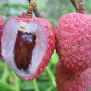 Una nueva fruta mexicana va a la conquista de Estados Unidos