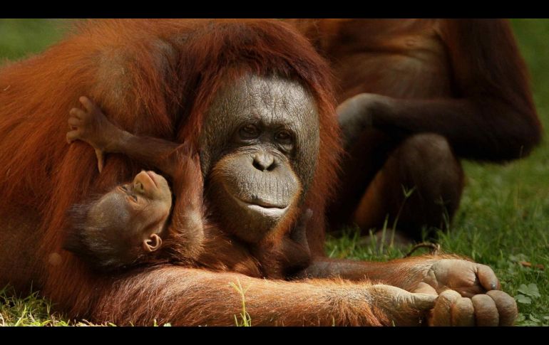 Se analizó la especie en peligro con tecnología que usan los astrónomos y también se realizaron censos de la población animal. EL INFORMADOR / ARCHIVO