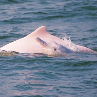 Registran 48 delfines de río en Amazonía ecuatoriana