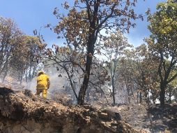 Para lograr controlarlo se requirió del trabajo de 615 elementos de distintas dependencias estatales, federales y municipales, quienes fueron apoyados con siete helicópteros y 132 vehículos terrestres. ESPECIAL/ Protección Civil Jalisco