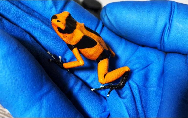 Los animales, que fueron evaluados e identificados por expertos de la Secretaría Distrital de Ambiente, estaban en precarias condiciones. TWITTER / @Ambientebogota