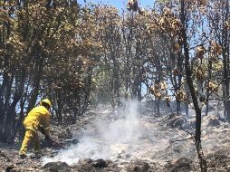 El próximo 27 de abril, brigadas de voluntarios limpiarán el bosque para disminuir el riesgo de incendios causados por la basura. TWITTER/PCJalisco