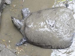 Parte del tejido de la tortuga fue conservado para salvar a la especie en el futuro. EFE