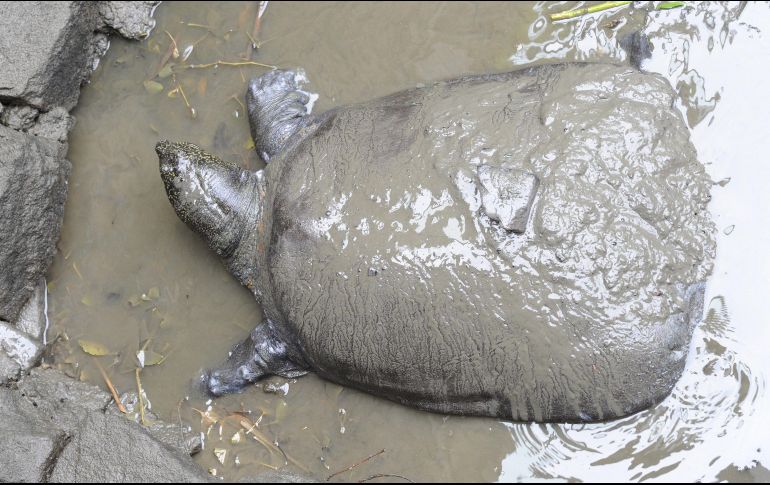 Parte del tejido de la tortuga fue conservado para salvar a la especie en el futuro. EFE