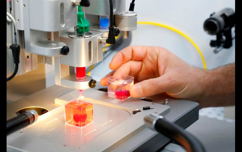 Los órganos son creados a partir de tejido del paciente. AFP