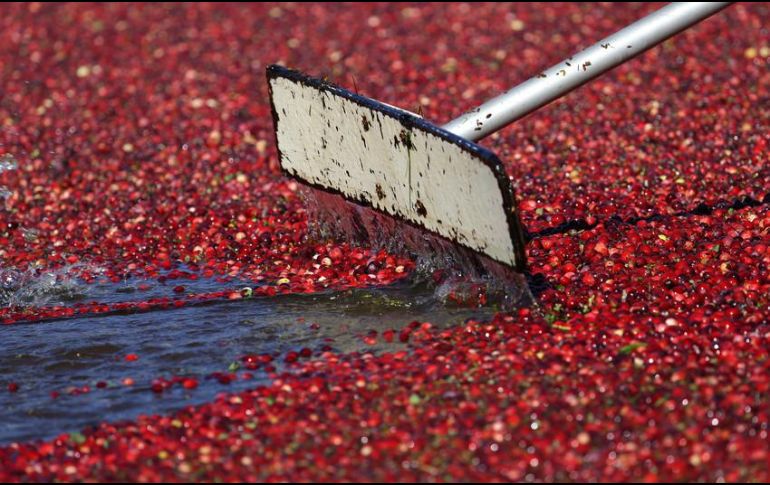 Otro beneficio de los arándanos es su versatilidad, ya que se les puede consumir secos como botana saludable, en jugo, mermelada o como complemento de ensaladas. AP / ARCHIVO
