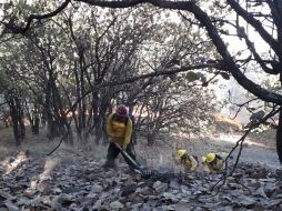 La Semadet invita a la población a las jornadas de limpieza que organiza el OPD Bosque La Primavera en esta temporada. TWITTER / @ReporteForestal